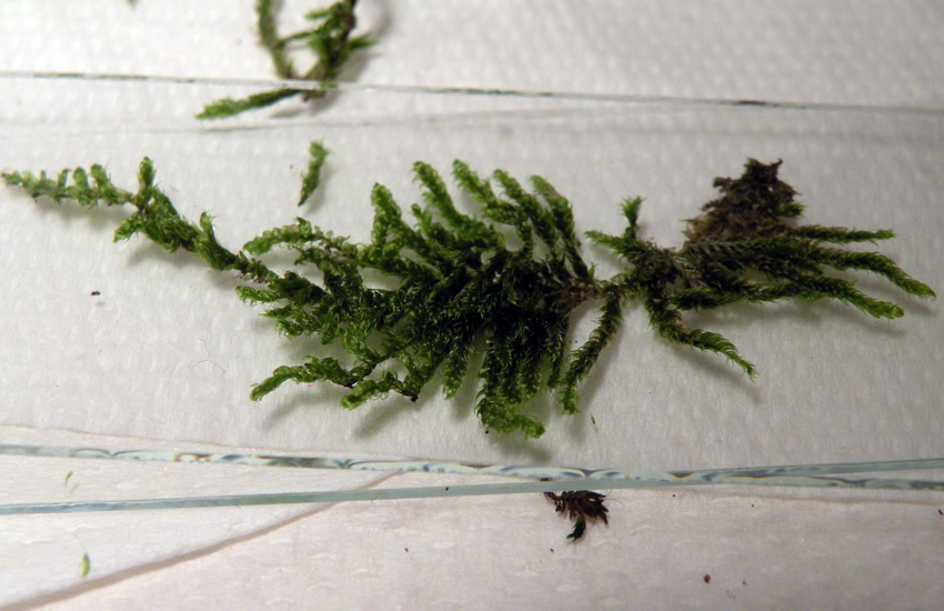 Muschi identificati con Dryades?